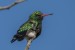 hummingbird 15
