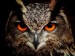 owl 1