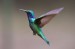 hummingbird 3